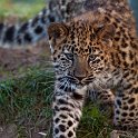 slides/IMG_2777.jpg wildlife, feline, big cat, cat, predator, fur, leopard, cub, amur, siberian, eye WBCW68 - Amur Leopard Cub